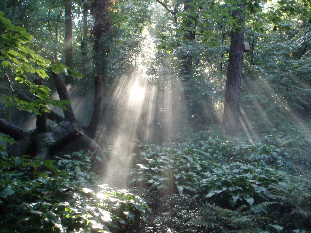 "Zonnestralen" by Onderwijsgek - Own work. Licensed under Creative Commons Attribution-Share Alike 2.5-nl via Wikimedia Commons - http://commons.wikimedia.org/wiki/File:Zonnestralen.JPG#mediaviewer/File:Zonnestralen.JPG